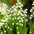 Le muguet (Convallaria majalis) 