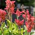 Canna City of Portland