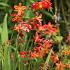 Crocosmia bollen 