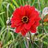 Dahlia Bishop of Llandaff