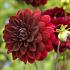 Dahlia Arabian Night