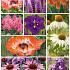 Border package of perennials 