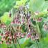 Nectaroscordum Siculum