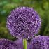 Allium Gladiator