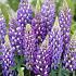Lupin blue