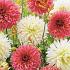 Dahlia Cupido Friends