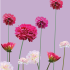 kaartje bloemenzee Dahlia paars