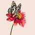postcard dahlia butterfly