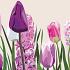 Postcard  tulips - hyacints