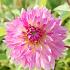 Dahlia Sakura Fubuki