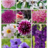 Bulbes d'été violets