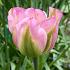 Tulipa Groenland