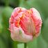 Tulipa Apricot Parrot