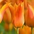 Tulipa Ballerina