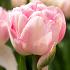 Tulpe Foxtrot