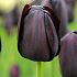 Tulpe Queen of the Night