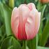 Tulipa Salmon Impression