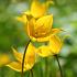 Tulpe sylvestris