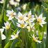 Tulipa turkestanica