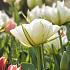Tulipa White Valley