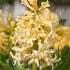 Hyacinthus Yellowstone