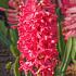 Hyacinthus Jan Bos