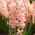 Hyacinthus Gipsy Queen