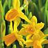 Narcissus Tête-à-Tête 