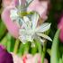 Narcissus Thalia