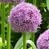 Allium Globemaster