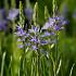 Camassia leichtlinii Caerulea