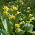 Erythronium Pagoda 