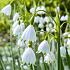 Leucojum