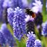 Muscari armeniacum