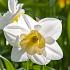 Narcissus Papillon blanc BIO