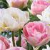 Dubbele tulpen | Double sensation