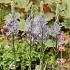 Camassia Quamash