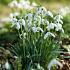 Schneeglöckchen | Galanthus elwesii