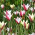 Tulipa Clusiana mix