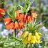 Fritillaria imperialis Mix