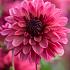 Dahlia Bacardi