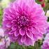 Dahlia Lavender Perfection
