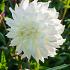 Dahlia Fleurel