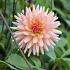 Dahlia Preference