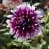 Dahlia Alauna Clair Obscur