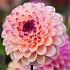 Dahlia Wine Eyed Jill