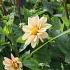 Dahlia Topmix Apricot