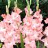 Gladiole Rosa