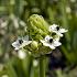 Ornithogalum Saundersiae