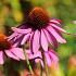 Echinacea purpurea